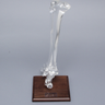 Foot and Ankle with Full Tibia and Fibula, Solid Clear Plastic