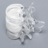Lumbar Vertebrae L4 - L5 with White Foam Disc, Solid Clear Plastic