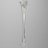 Tibia and Fibula without Canal, Solid Clear Plastic, Pediatric