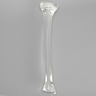 Tibia with 8.8 mm Canal, Solid Clear Plastic