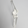 Knee Joint without Patella, Solid Clear Plastic