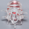 Lumbar Vertebrae L4-L5 with Gel-filled Nucleus, Solid Clear Plastic