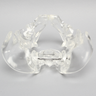 Pelvis, Full Male, Solid Clear Plastic