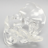 Pelvis, Full Male, Solid Clear Plastic