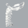 Spine, C1-C7 with Occipital, Solid Clear Plastic
