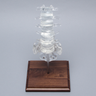 Spine with Clear Discs, Lumbar, Solid Clear Plastic