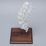 Spine with Clear Discs, Lumbar, Solid Clear Plastic