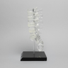 Spine with Clear Discs, Lumbar, Solid Clear Plastic