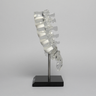 Spine with White Foam Discs, Lumbar, Solid Clear Plastic