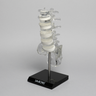 Spine with White Foam Discs, Lumbar, Solid Clear Plastic