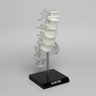 Spine with White Foam Discs, Lumbar, Solid Clear Plastic