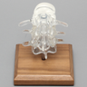 Lumbar Vertebrae L3 - L5, Solid Clear Plastic