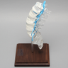 Spine with Nerve Roots, Lumbar, Solid Clear Plastic