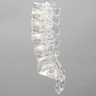 Spine, Lumbar, Solid Clear Plastic