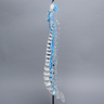 Spine with Sacrum and Nerve Roots, Full, Solid Clear Plastic