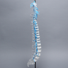 Spine with Sacrum and Nerve Roots, Full, Solid Clear Plastic