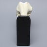 Knee Joint with Articular Cartilage and Stand
