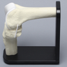Knee Joint with Articular Cartilage and Stand