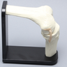 Knee Demonstrator with Stand