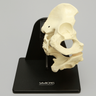 Pelvis Holder with Suspended Dual Approach