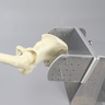 Hip Specimen Holder