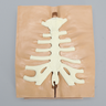 Sternum Holder