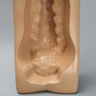 Spine Holder, Posterior C1-Sacrum