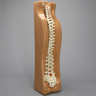 Spine Holder, Posterior C1-Sacrum