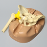 Pelvis Holder with Dual Approach