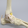 High Fidelity Ankle with Bones and Ligaments in Soft Tissue
