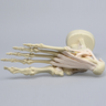 High Fidelity Ankle with Bones and Ligaments in Soft Tissue