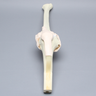 Knee Insert without ACL, Arthroscopy