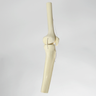 Knee Joint with Patella and Ligaments, Fully Encased