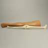 Leg, Soft Tissue, with Removable Bones Leg, Soft Tissue, with Removable Bones