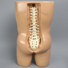 Vertebroplasty Trunk with Spine Model