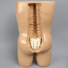 Vertebroplasty Trunk with Spine Model