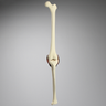 Knee, Full Length with Menisci and Capsule