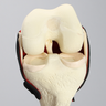 Knee, Full Length with Menisci and Capsule