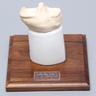 Tibial Plug