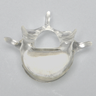 Vertebra L5 with Open Cell Cancellous, Solid Clear Plastic