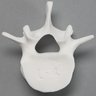 Vertebra, L4, Solid White Plastic