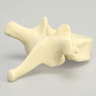 Vertebra, T9, Foam Cortical