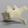 Vertebra, T7, Foam Cortical