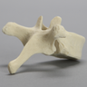 Vertebra, T7, Foam Cortical
