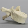 Vertebra, T7, Foam Cortical