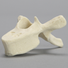 Vertebra, T6, Foam Cortical