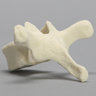 Vertebra, T6, Foam Cortical