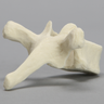 Vertebra, T6, Foam Cortical