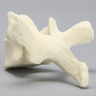 Vertebra, T4, Foam Cortical