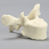Vertebra, T4, Foam Cortical